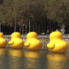 SURNE PATROCINA UNA CARRERA DE PATOS SOLIDARIA