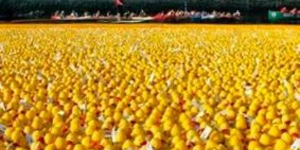 La ría de Bilbao se llena de Patos Solidarios. La ría de Bilbao se llena de Patos Solidarios.