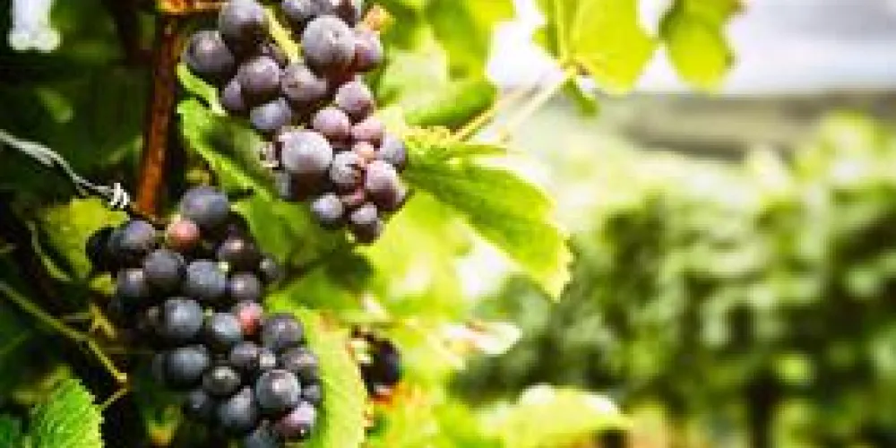 ACUERDO SURNE Y ADECOR ACUERDO SURNE Y ADECOR